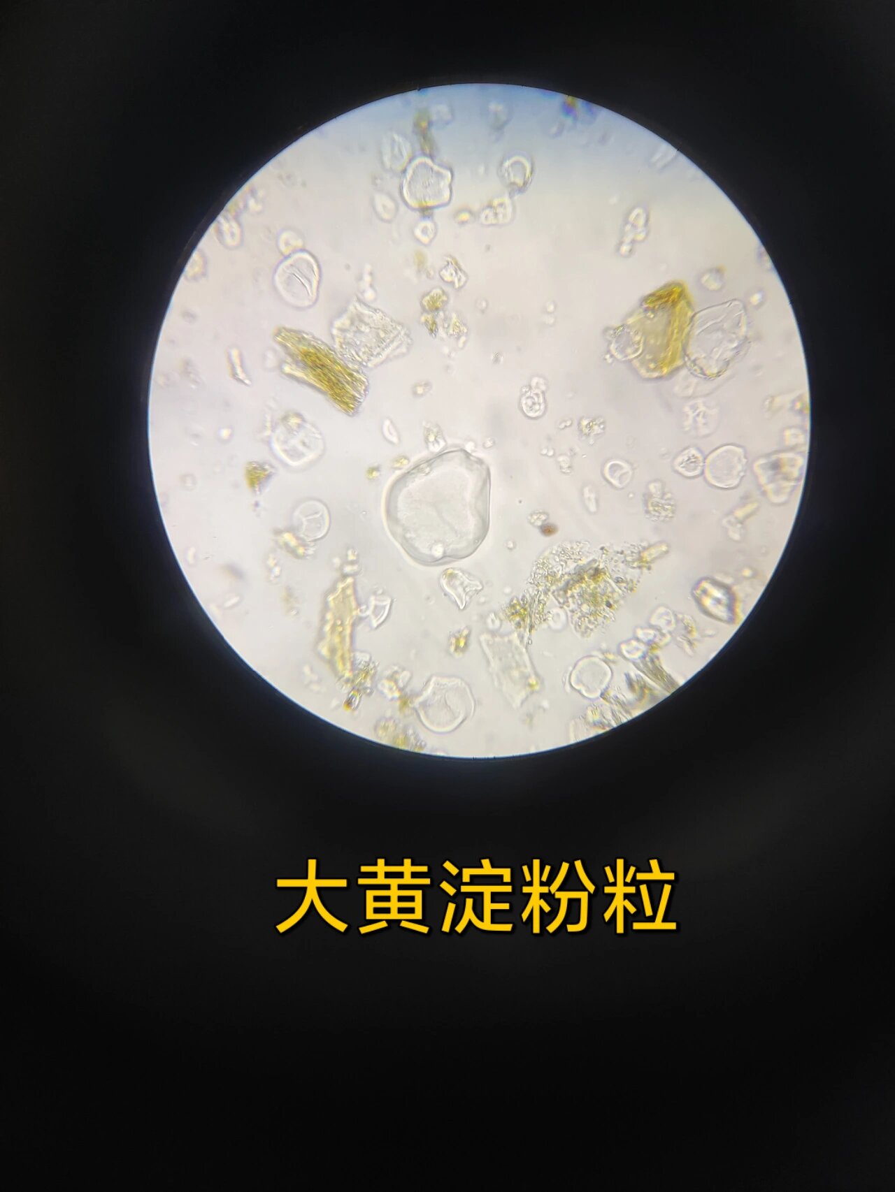 大黄粉末鉴别特征