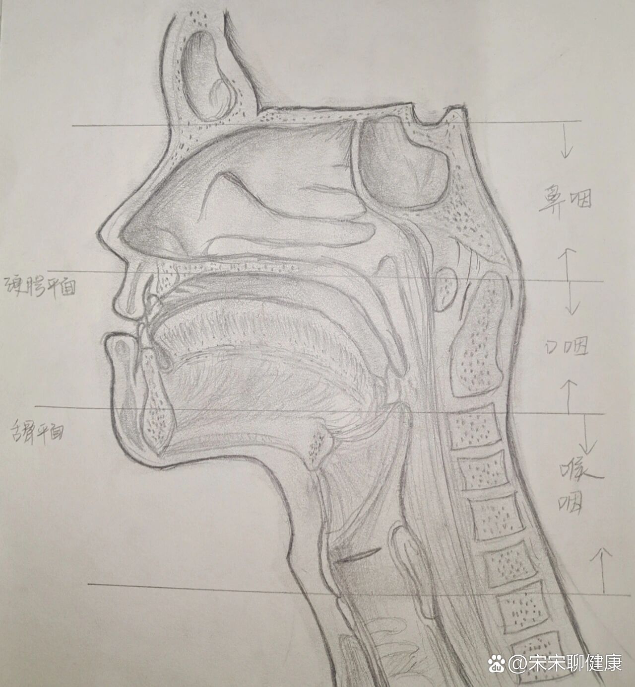 咽解剖图手绘图片
