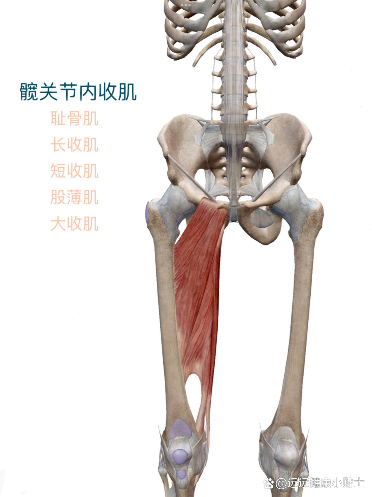 收肌结节图片