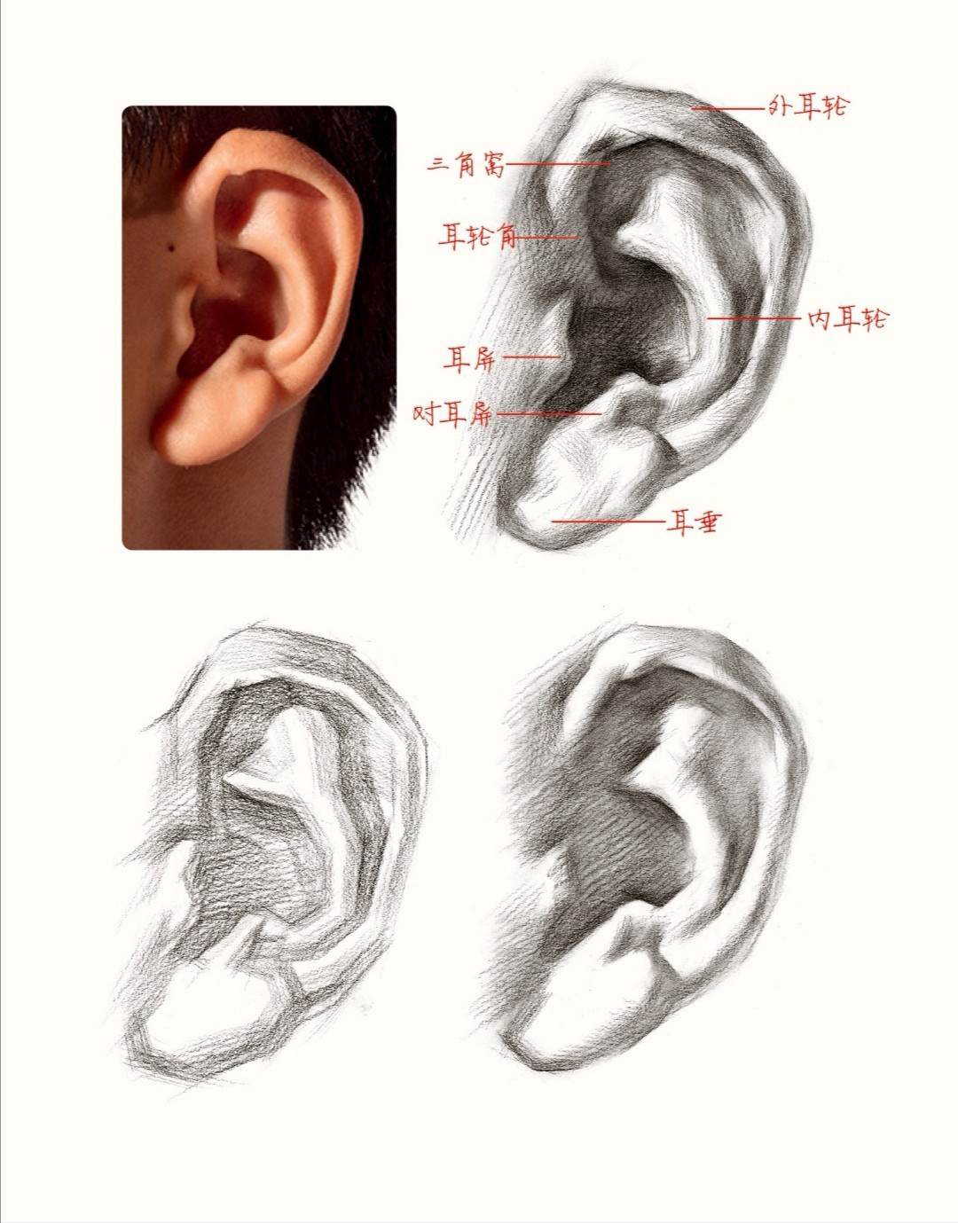 素描干货知识分享:耳朵篇