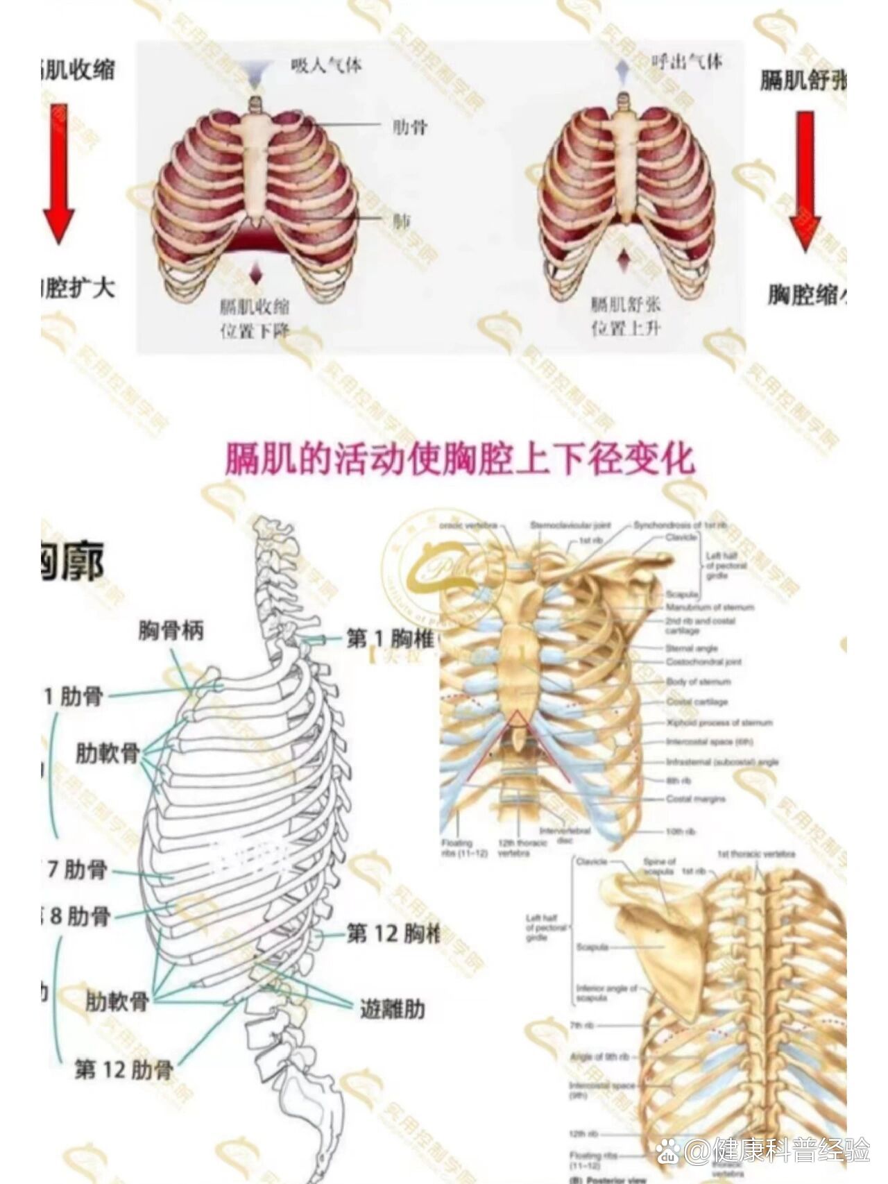 分享之胸廓 br 胸廓是由肋骨