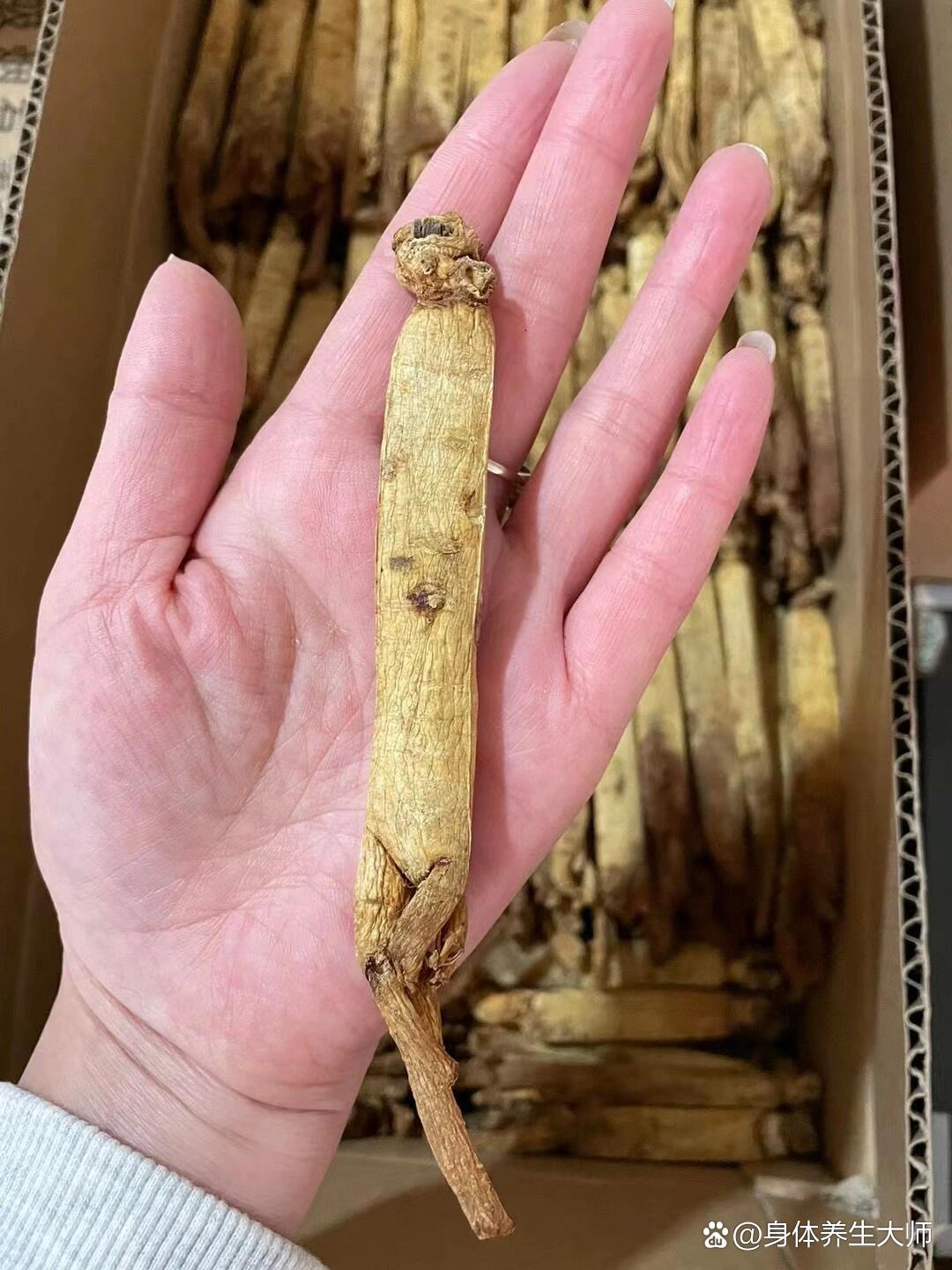 高丽参又名别直参