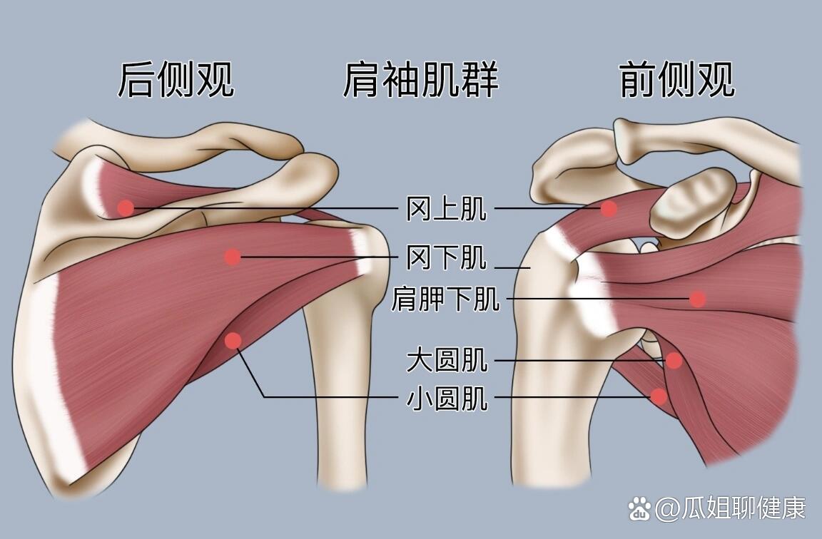 肩袖损伤一定要手术吗?