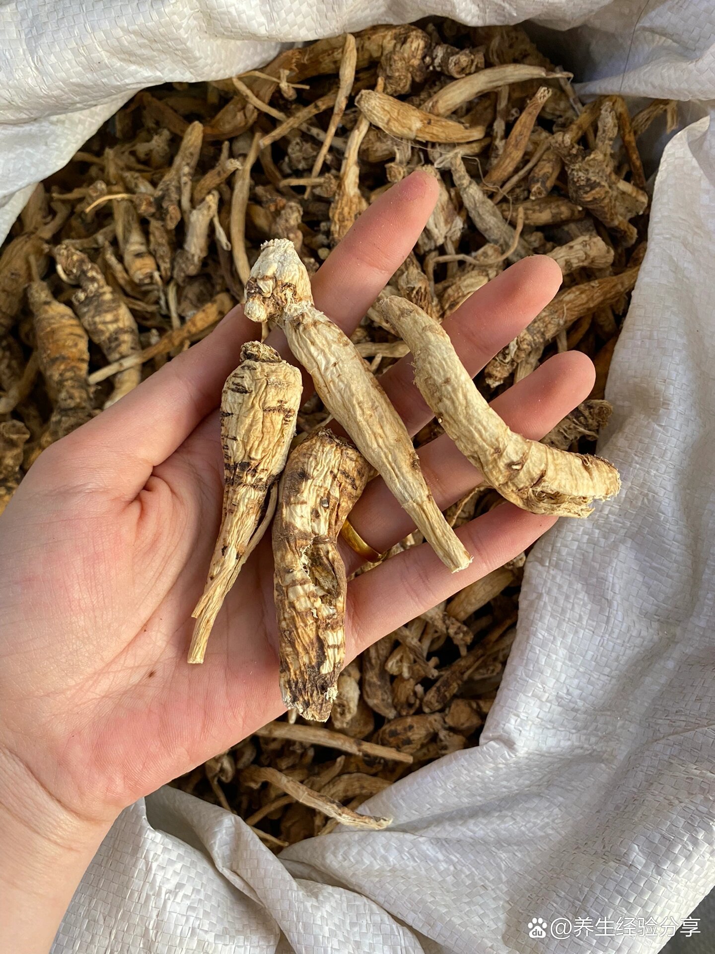  p>每天认识一种中药材|泡参 br>泡参为桔梗科沙参属植物四叶沙参杏叶