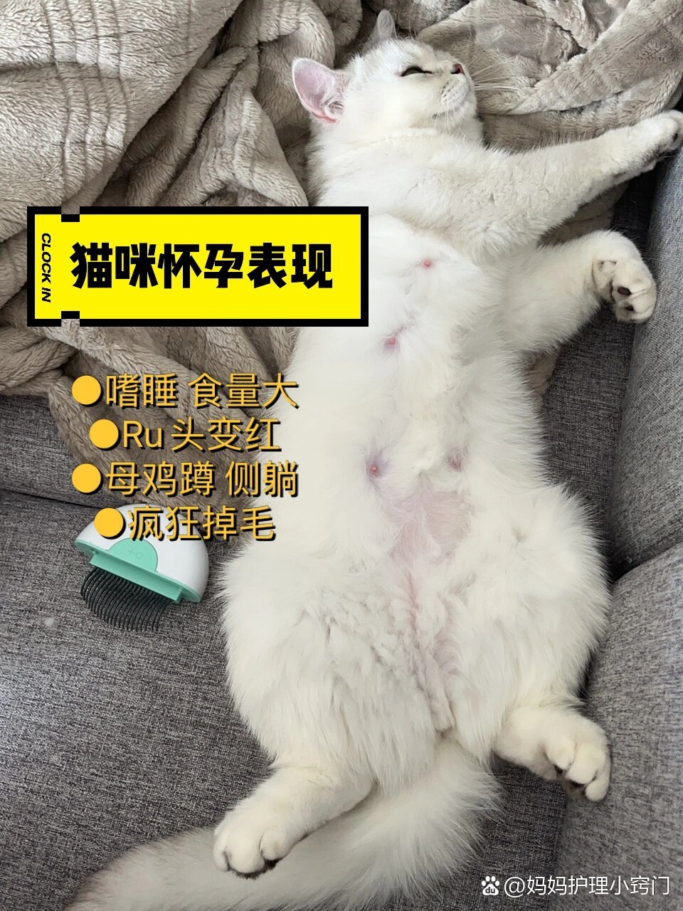 猫咪怀孕的变化图图片