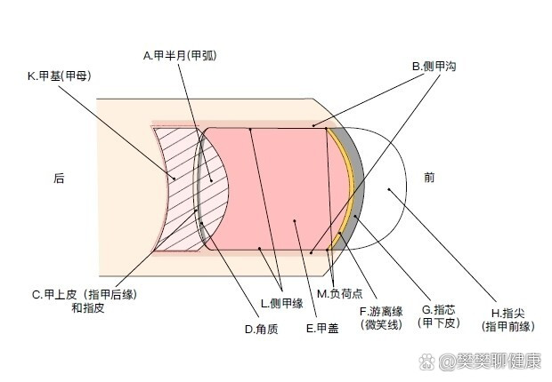 指甲生理结构图图片