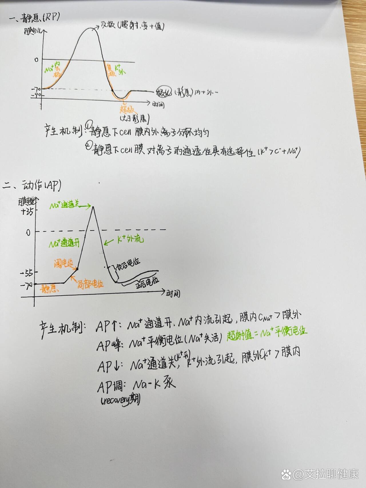 静息电位和动作电位的机制图