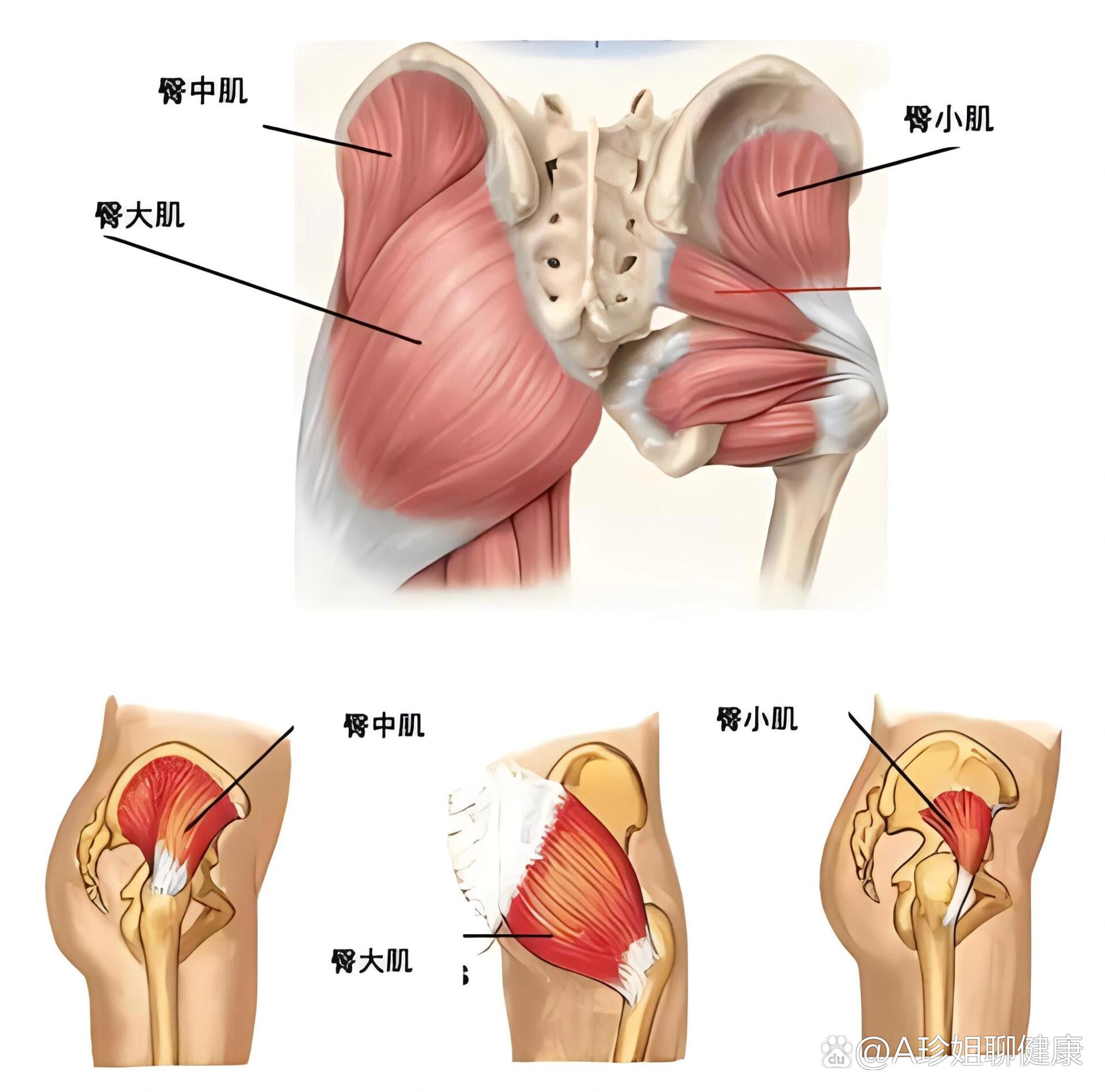 解剖篇·臀大肌