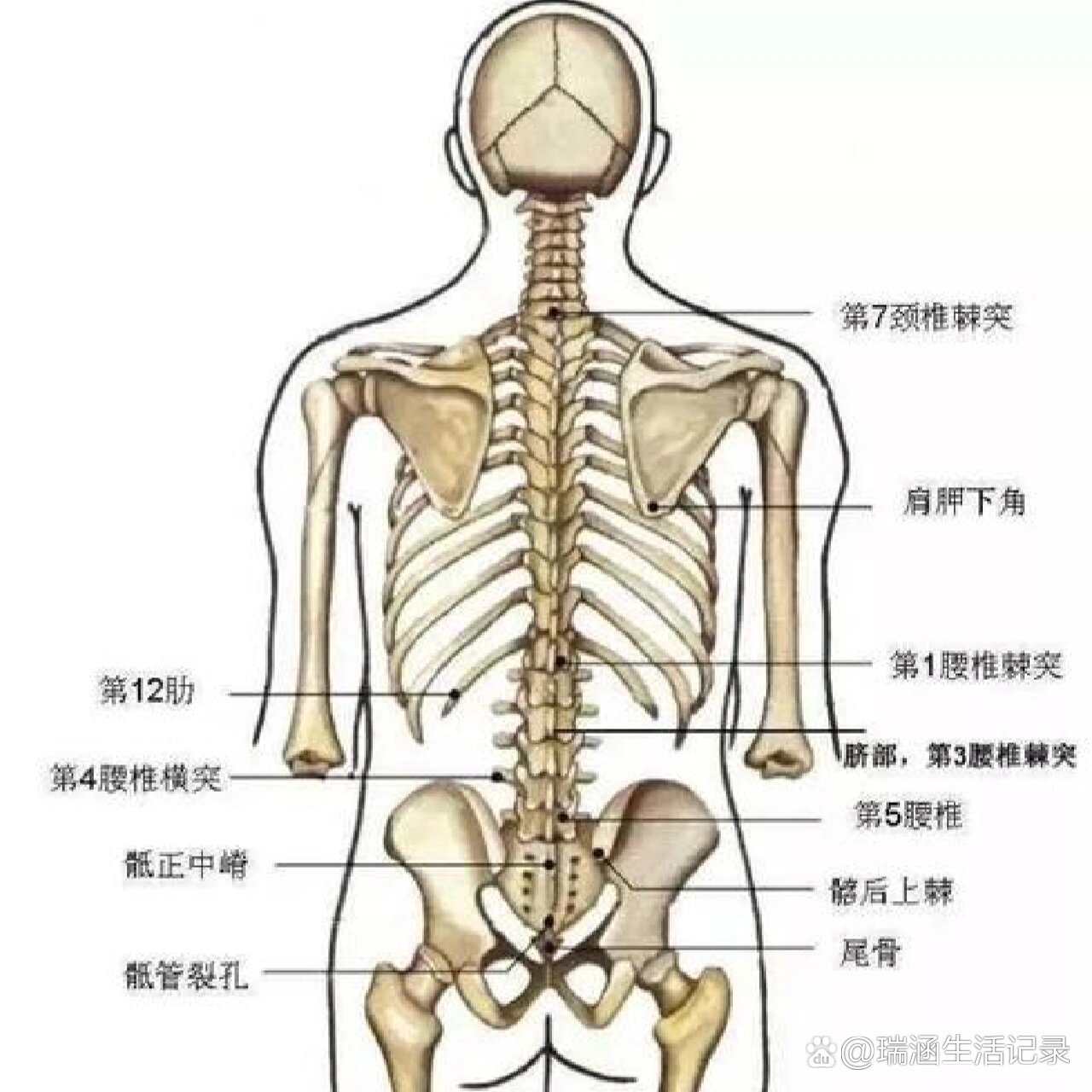 人体腰肌的准确位置图图片