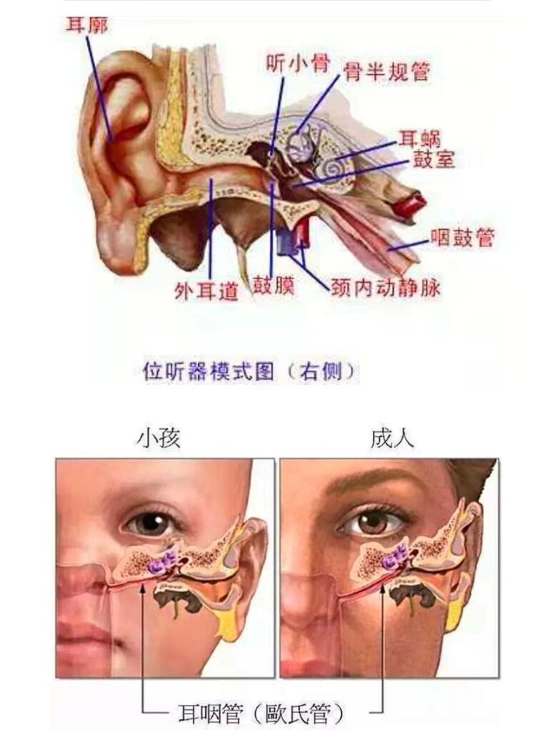 为什么小朋友一鼻炎发作中耳炎就跟着来?