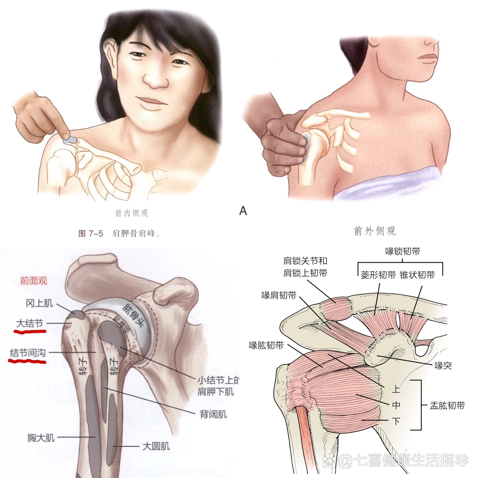 左肱骨大结节图片