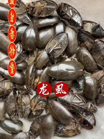 风味龙虱图片