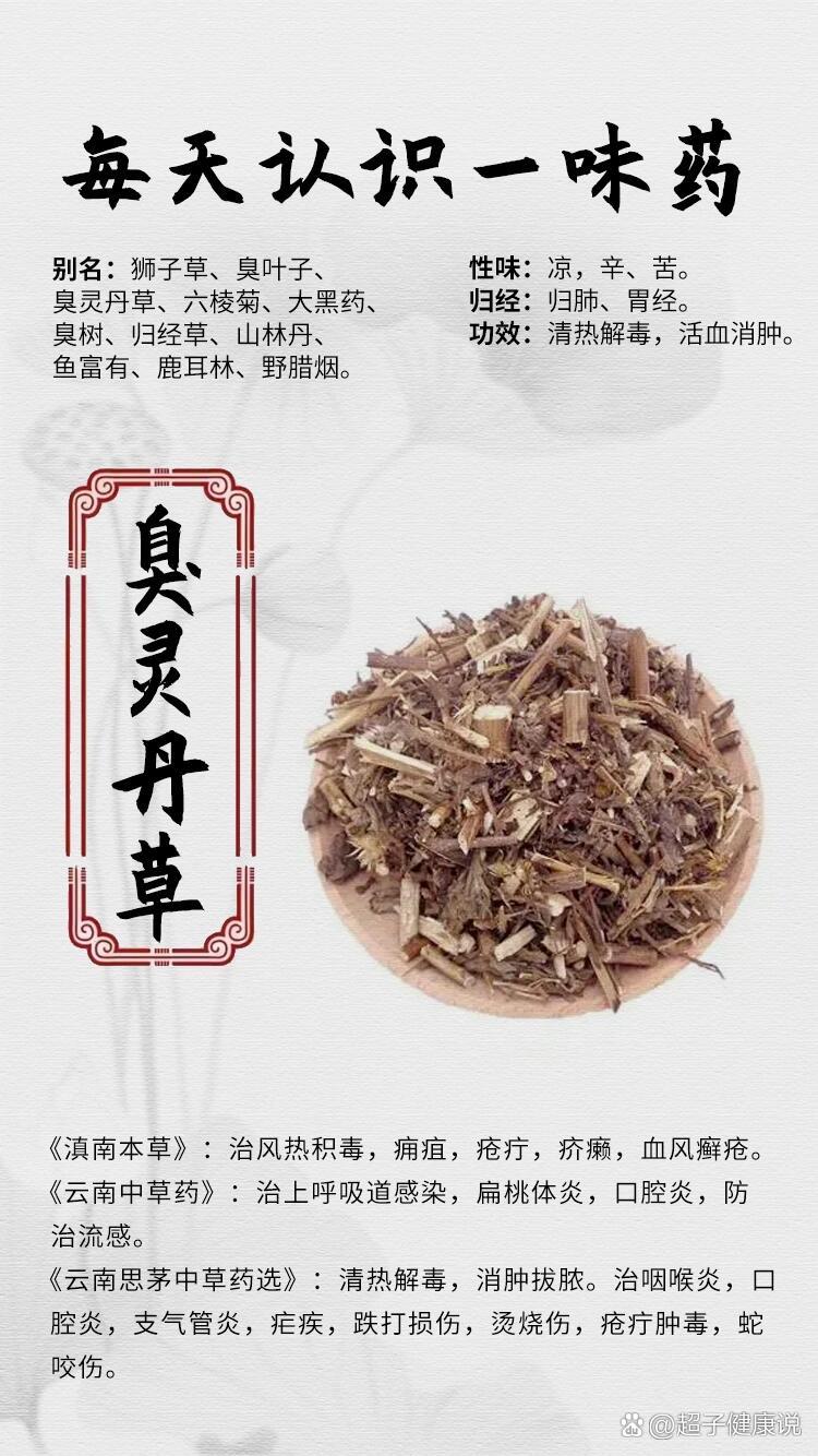 樟丹中药别名图片