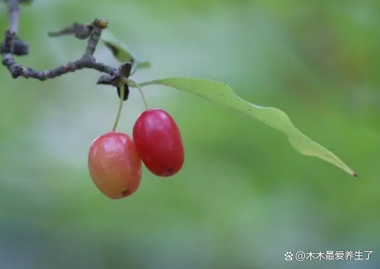 药食同源——山茱萸