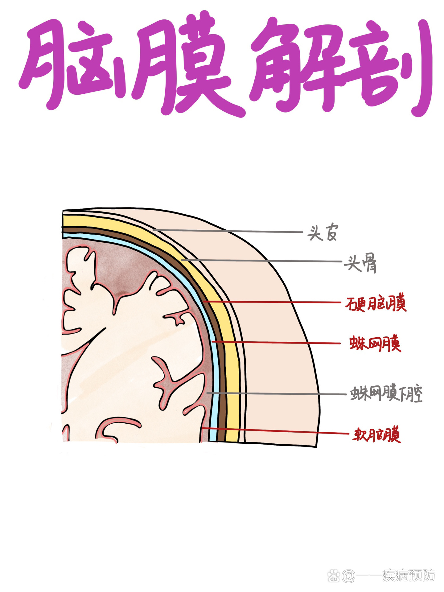医学生笔记|脑膜解剖