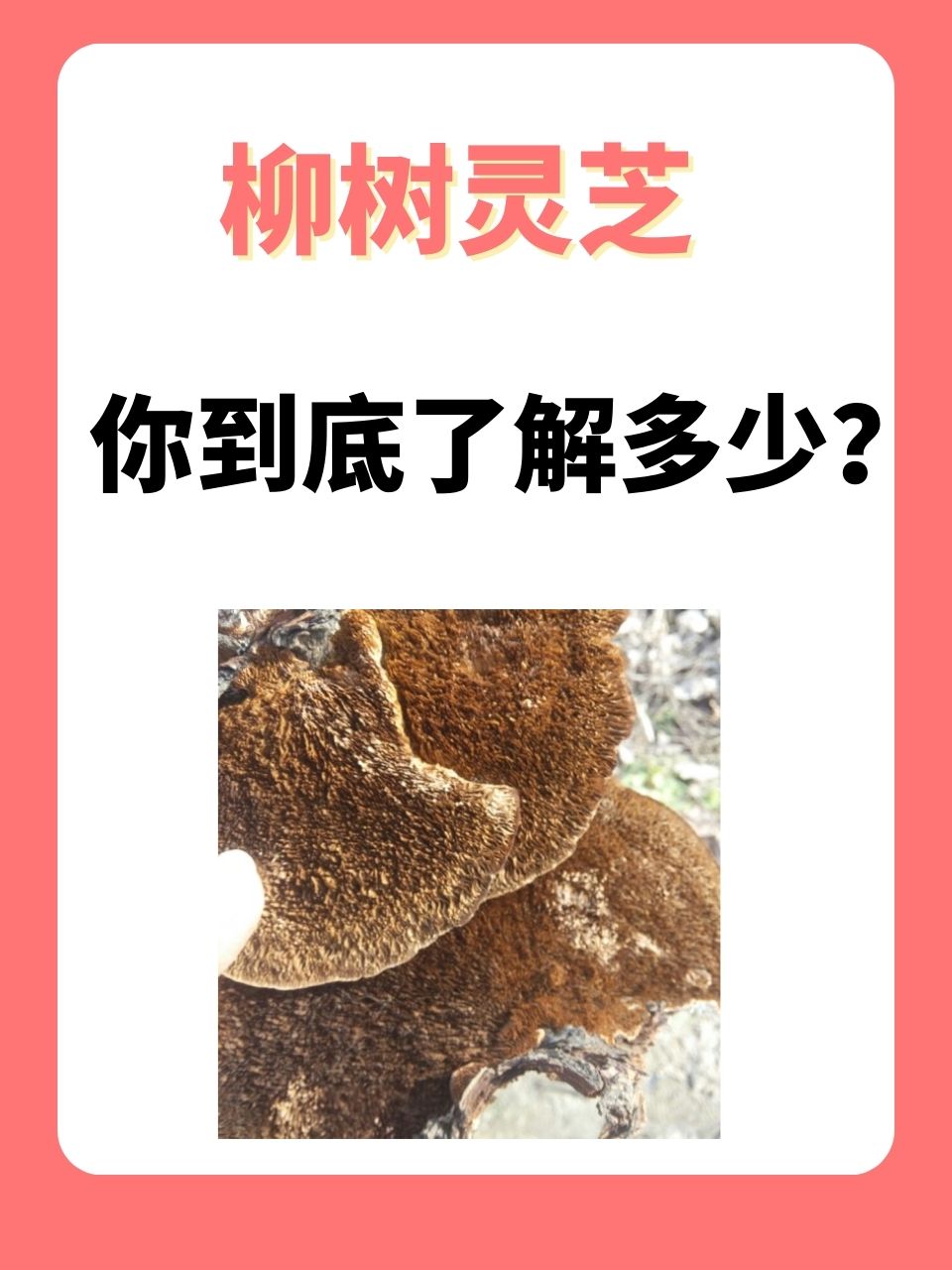  p>柳树灵芝以其独特的生长环境和神奇的功效,逐渐受到养生爱好者的