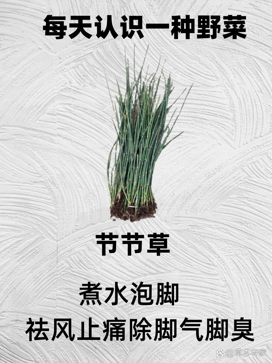 每天认识一种野菜-节节草
