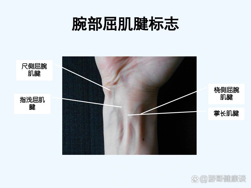 运动解剖【腕部屈肌和伸肌肌腱表志】