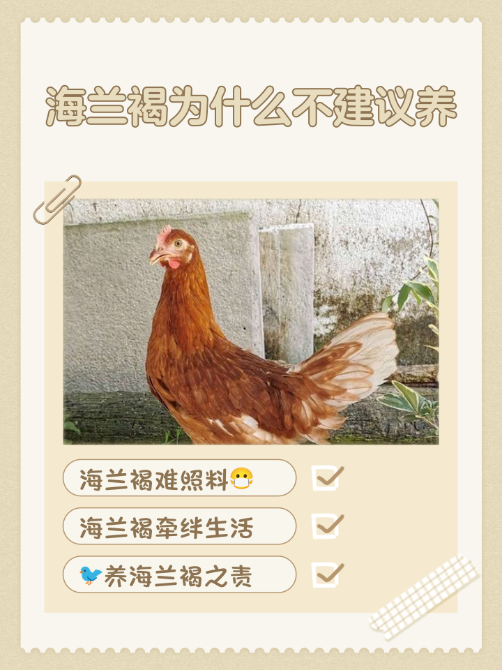 海兰褐为什么不建议养
