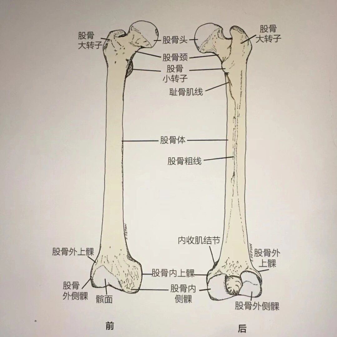 股骨的常见骨性标志