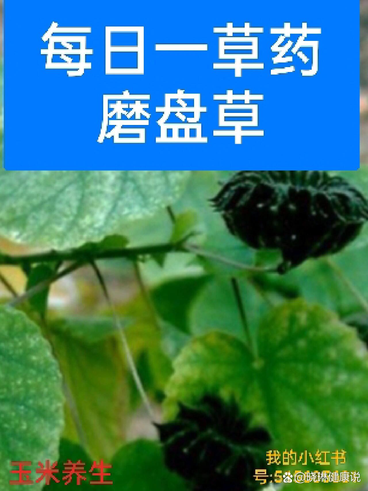 每日一草药——磨盘草