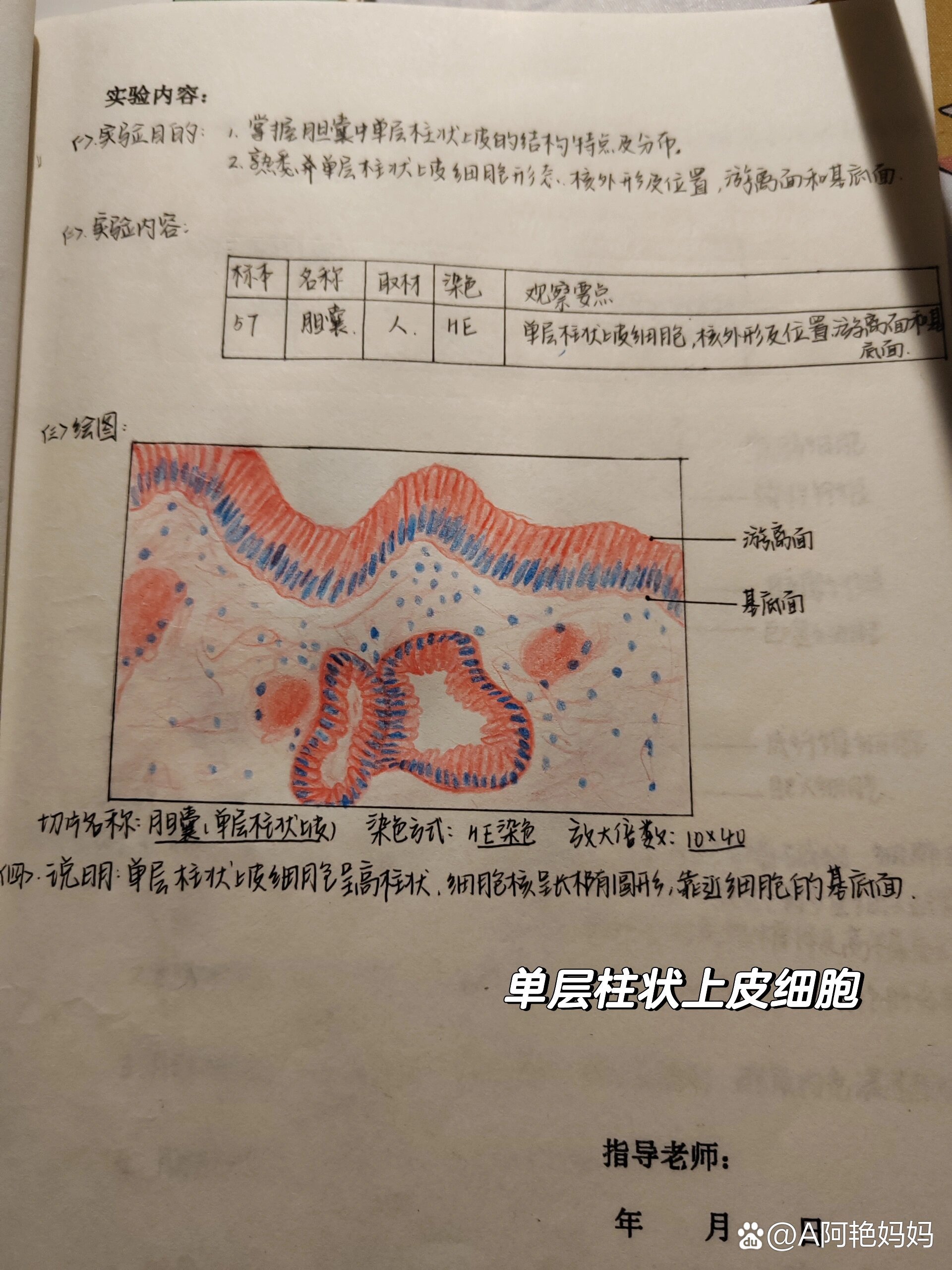 变移上皮红蓝铅笔绘图图片