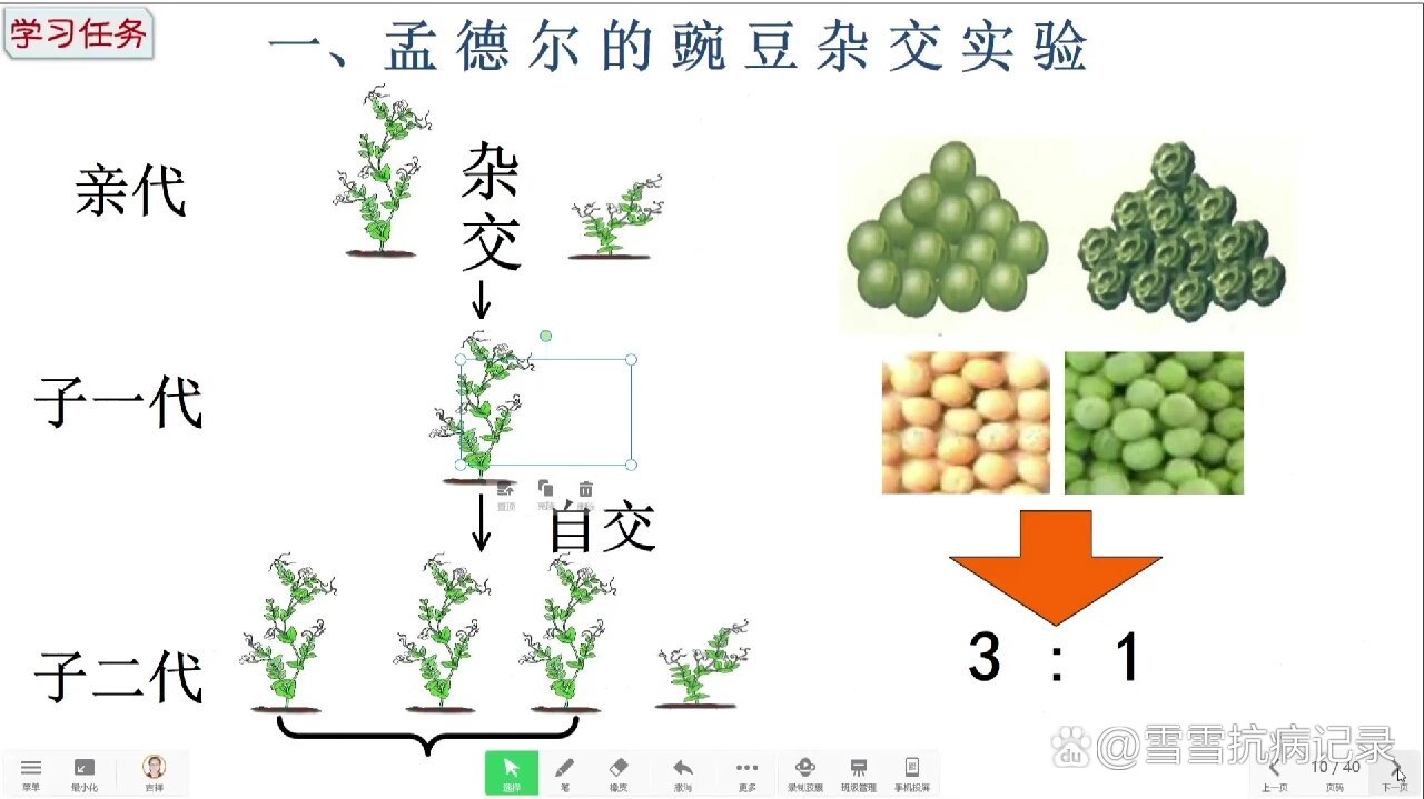 植物相对性状图片