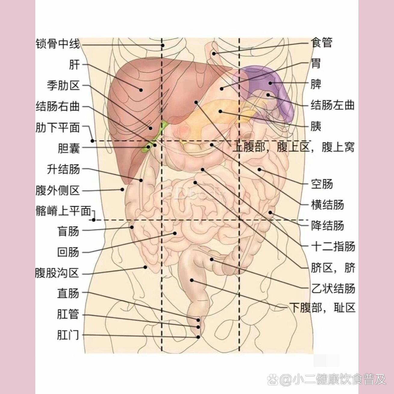 下腹上腹部分布图图片