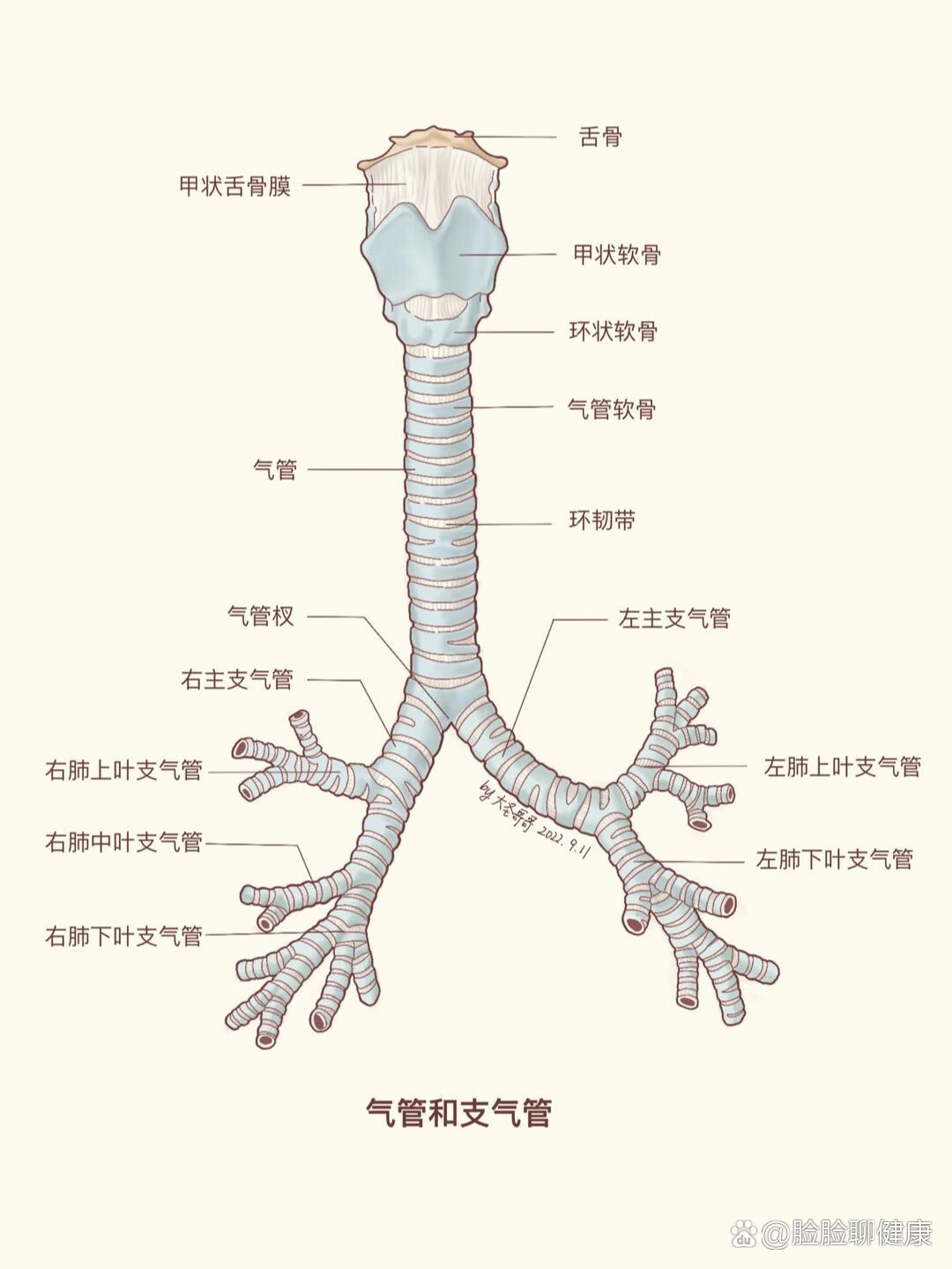 呼吸性细支气管结构图片