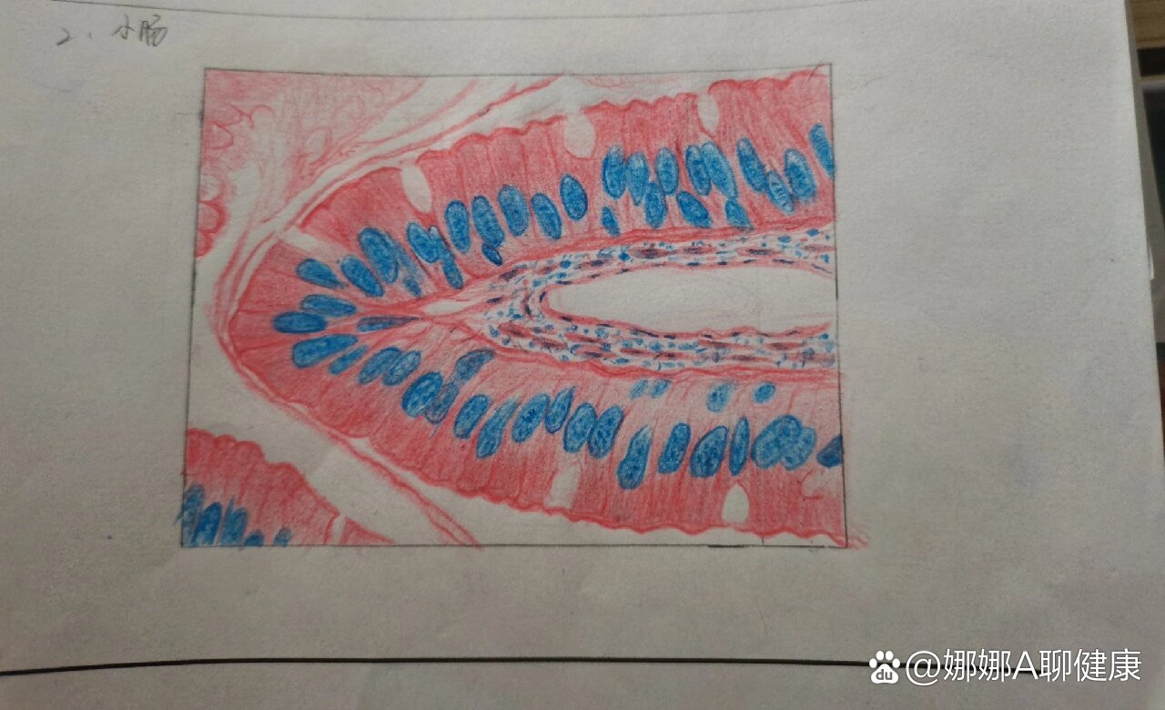 小肠切片显微镜手绘图图片