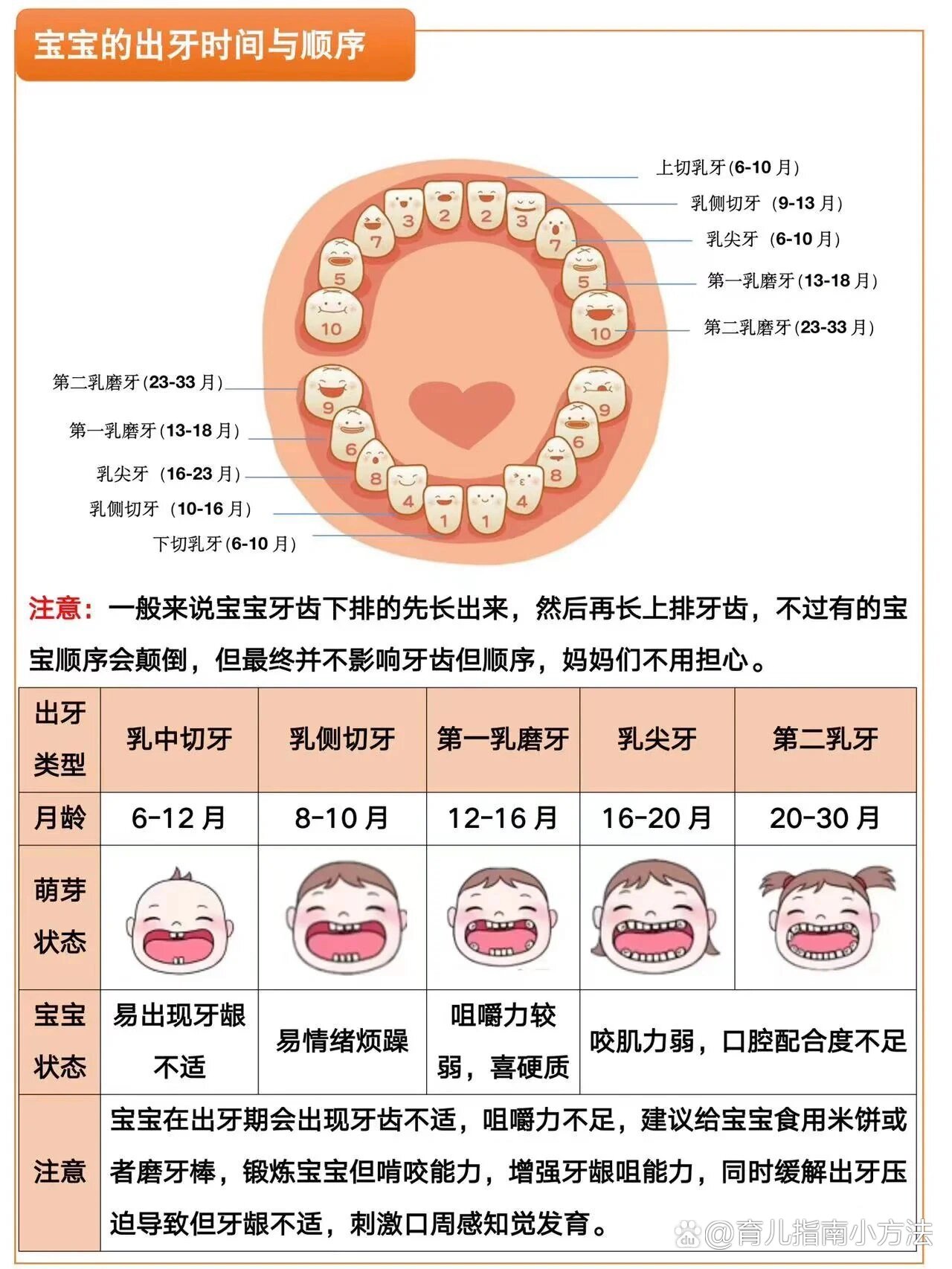 婴幼儿牙齿生长顺序图片