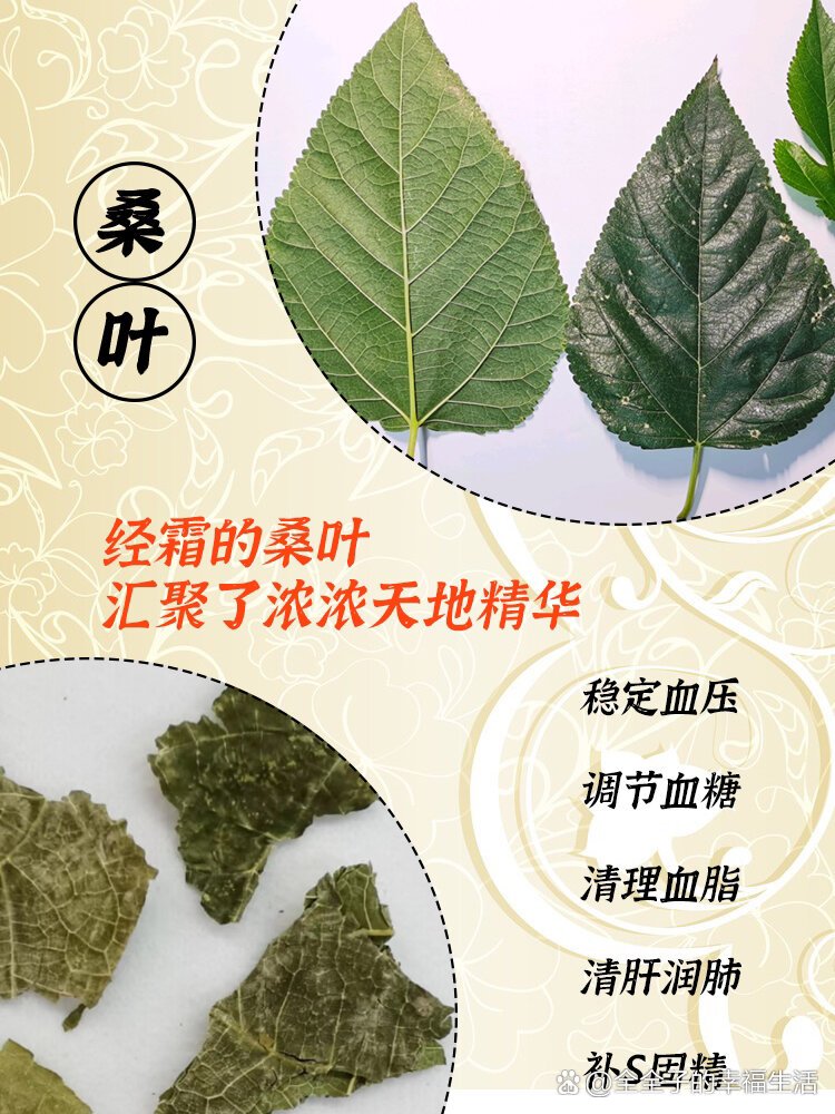 桑叶茶的功效与作用