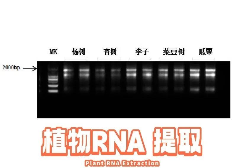 植物RNA提取的关键步骤与注意事项