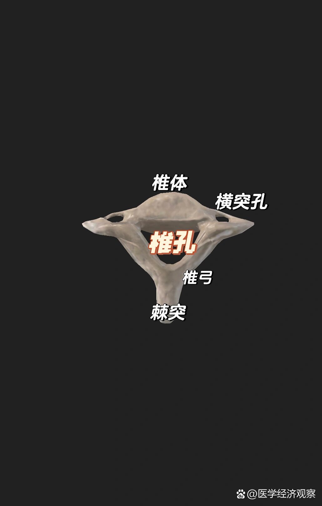 康复|每日一骨:第7颈椎(隆椎)