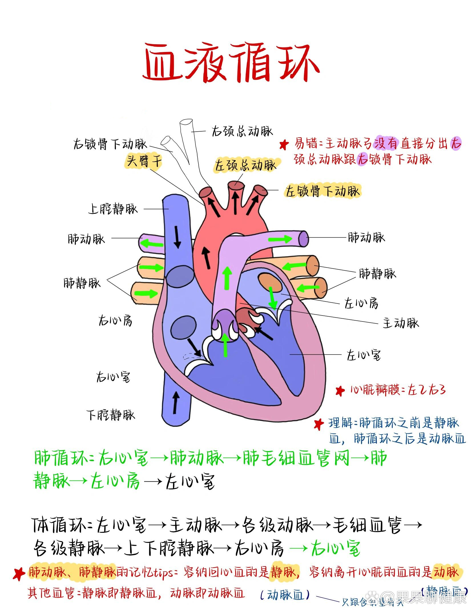 血液循环|循环系统