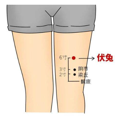 伏兔准确位置和作用
