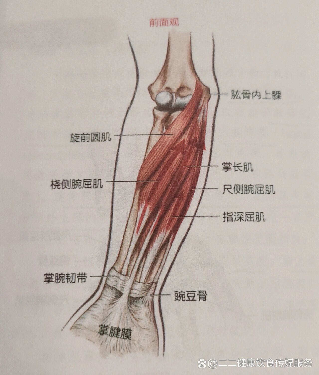 认识掌长肌