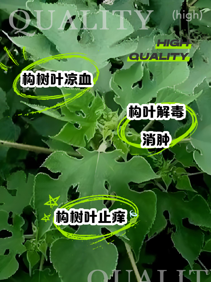 构树叶的功效