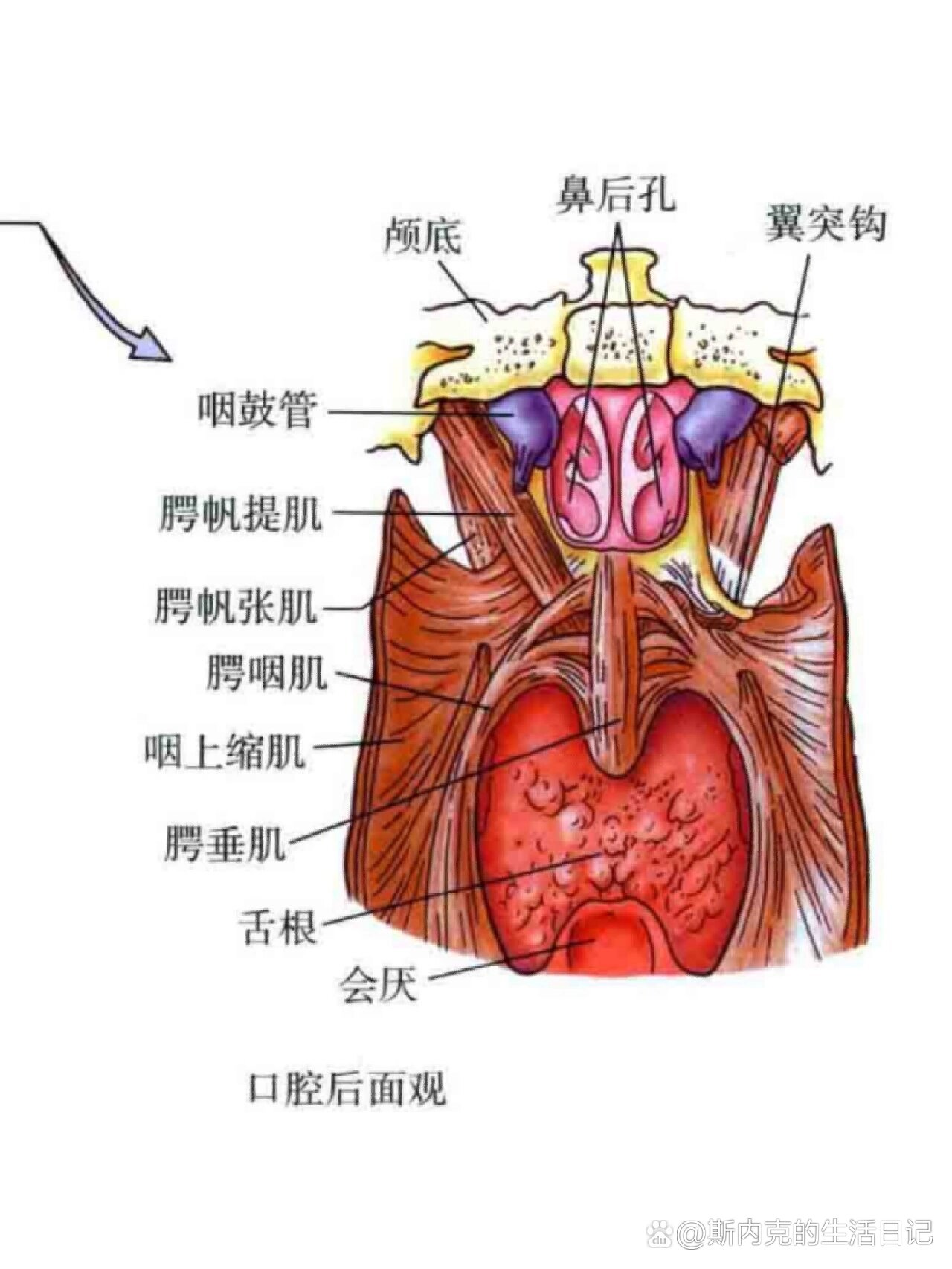 口腔咽部结构图图片