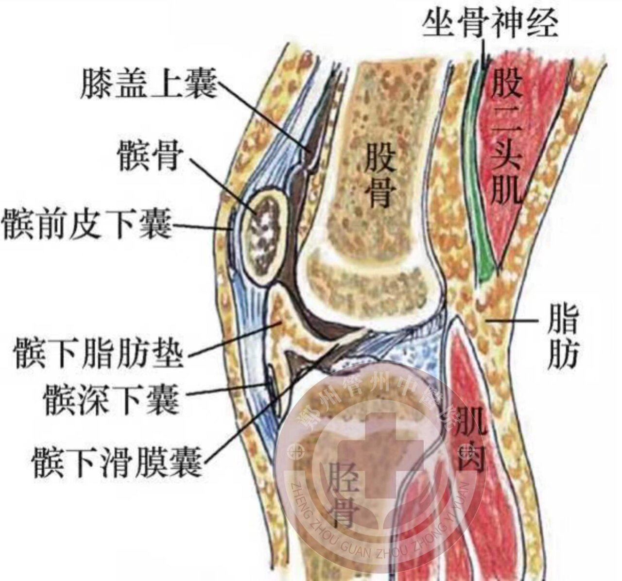 髌下脂肪垫在哪个部位?