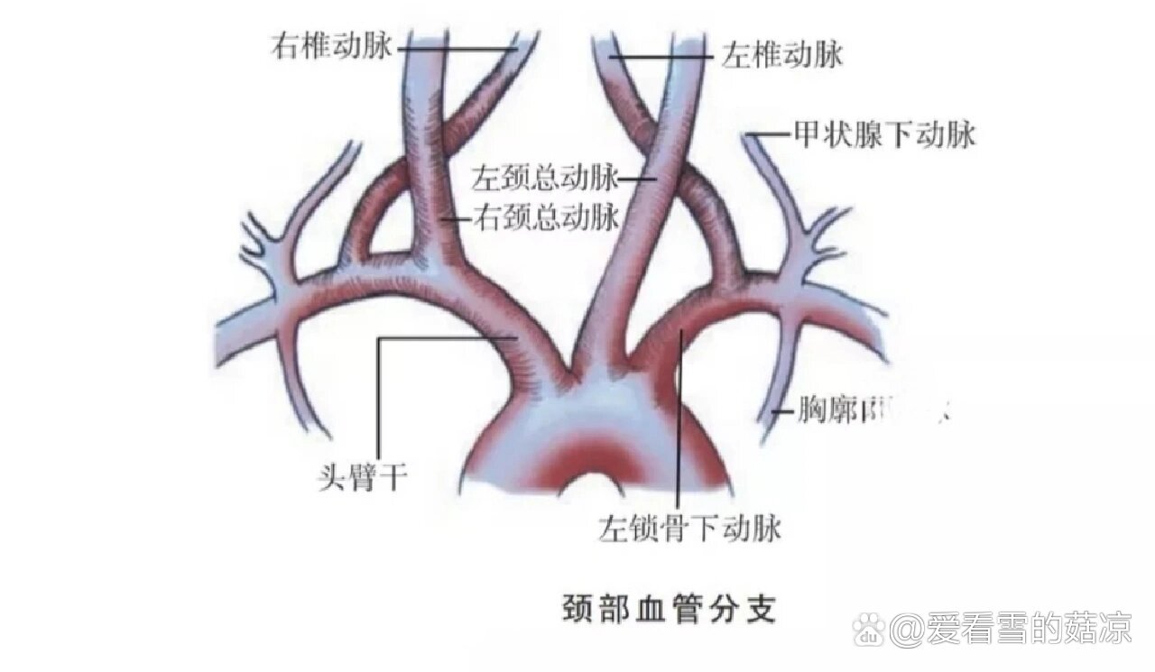 颈外动脉及其分支图图片