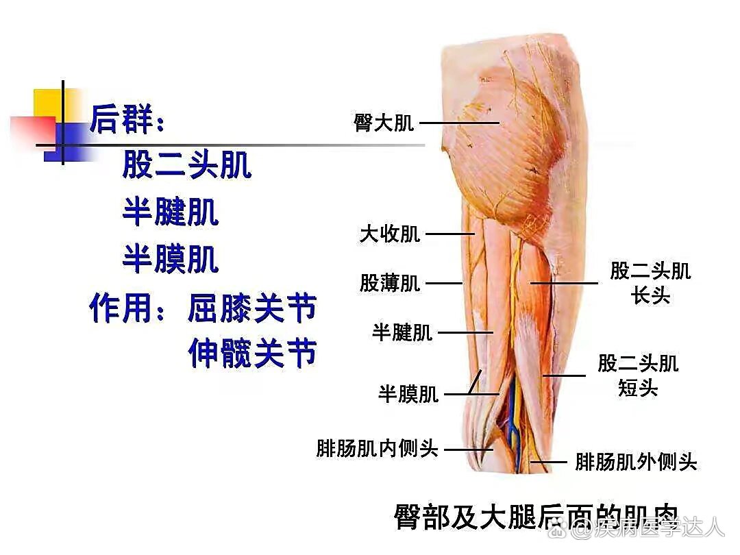 大腿肌群解剖图片