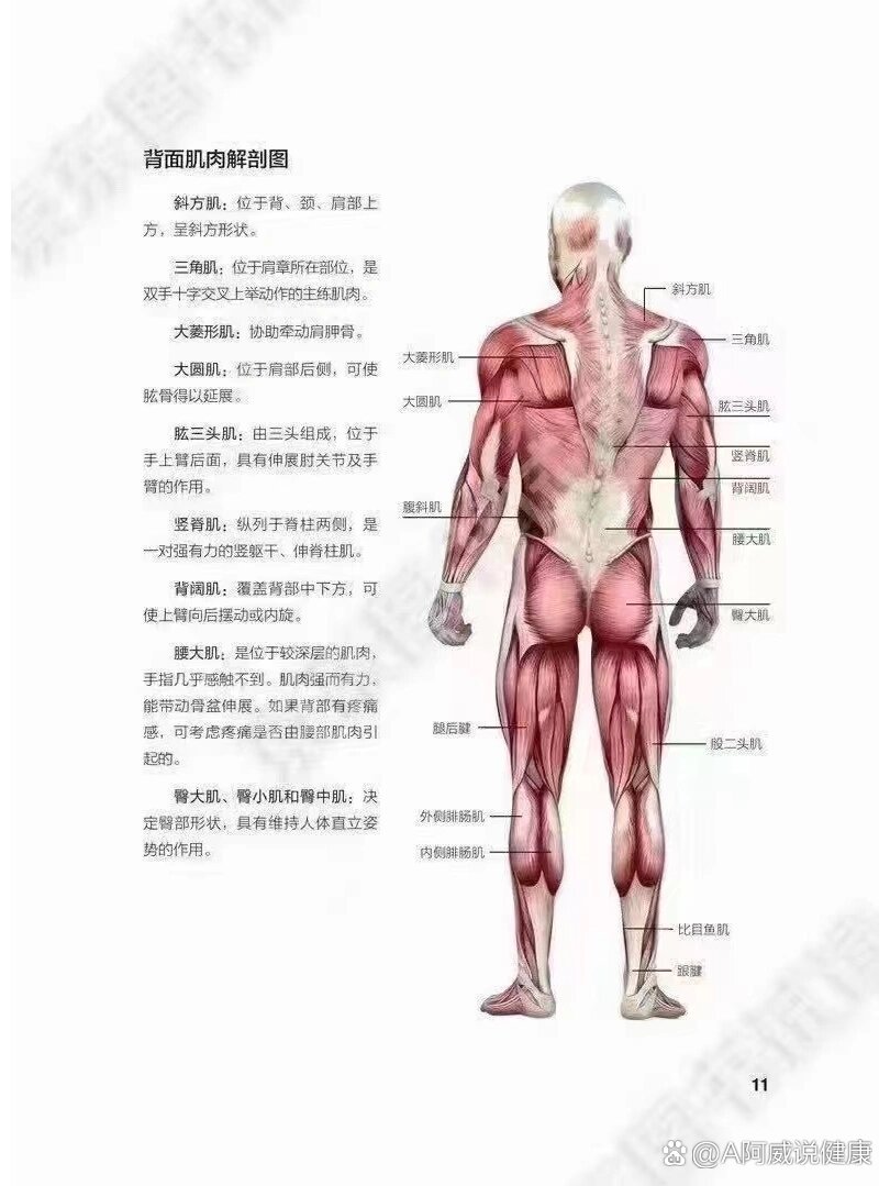 人体解剖图谱背面图片