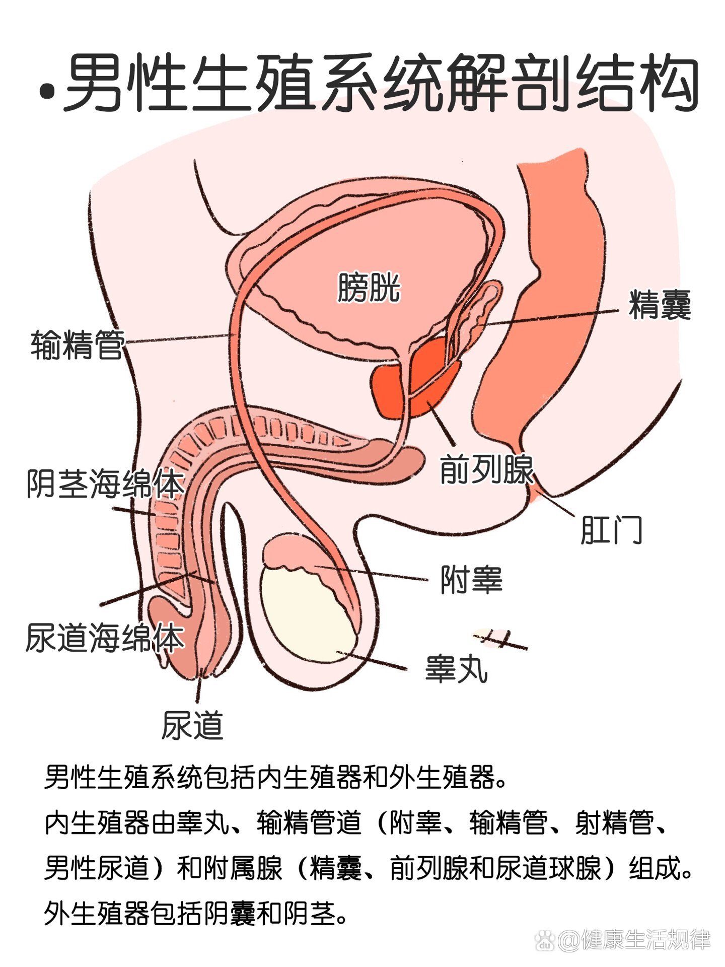 医点科普