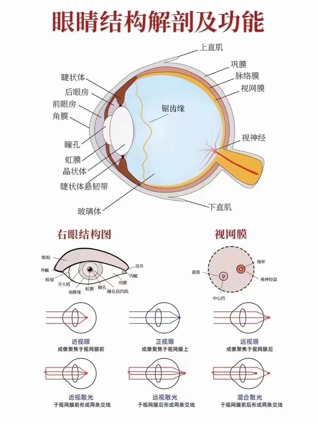 今日分享眼球结构解剖及功能带你认识我们的眼睛及各种屈光不正