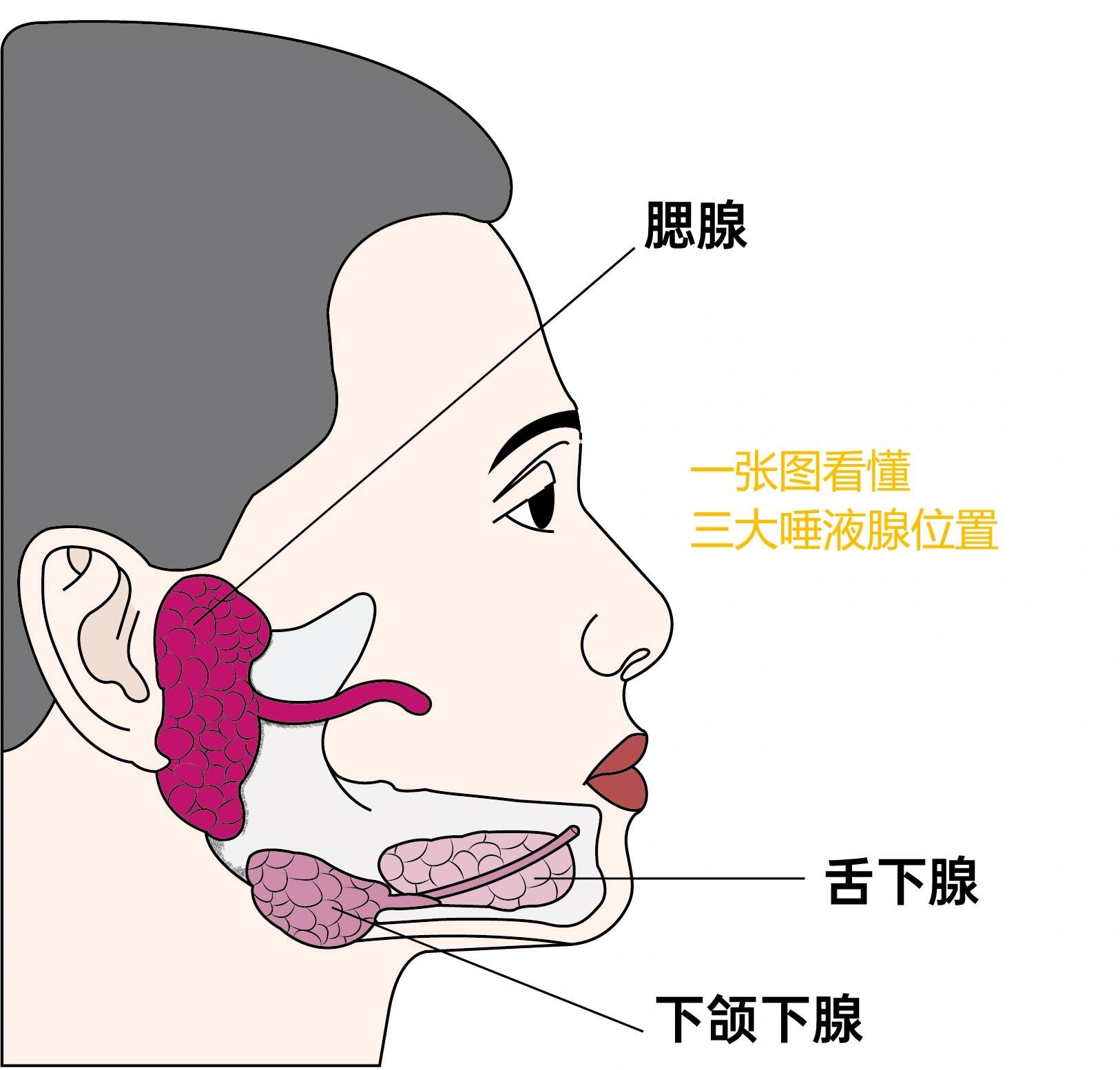 唾液腺ppt图片