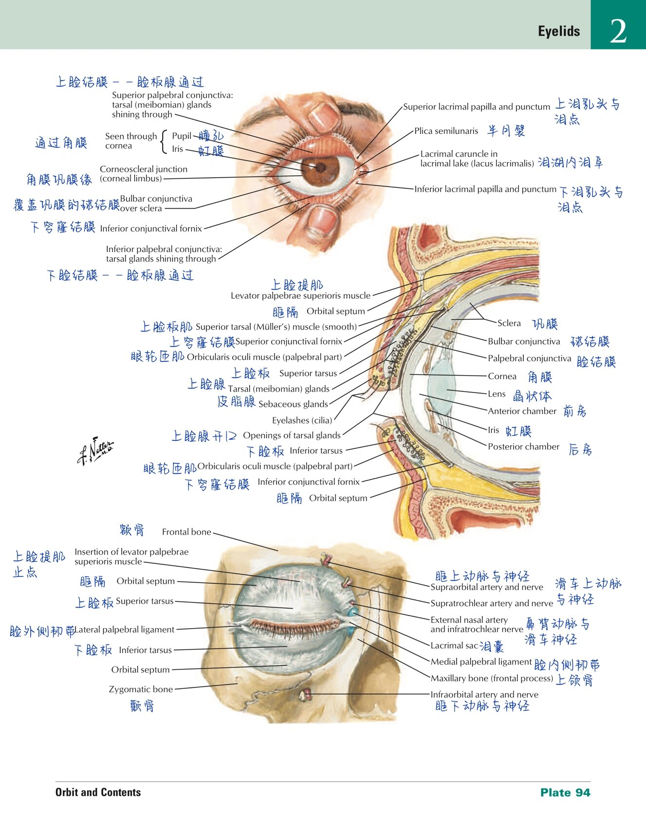 眼科学|02|眼眶及眼球解剖图