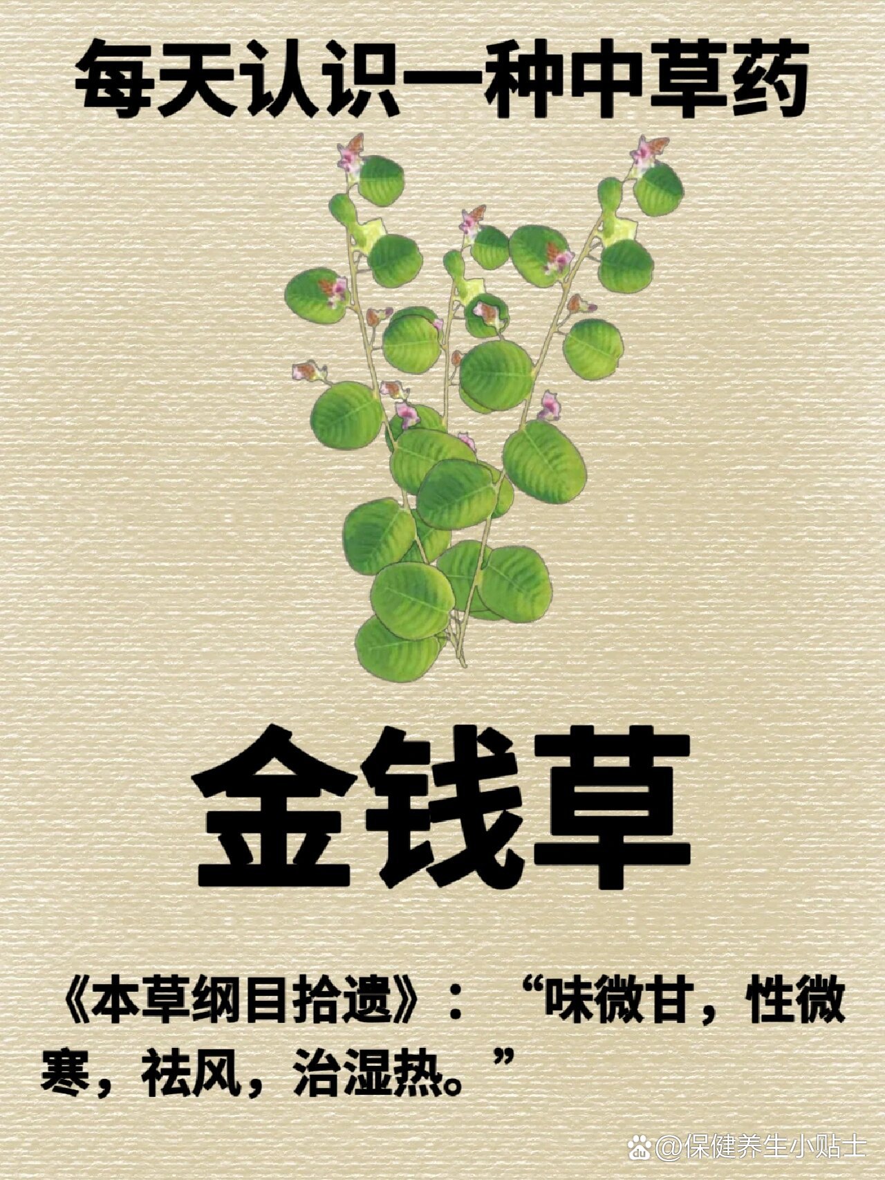每天认识一种中草药【金钱草】97