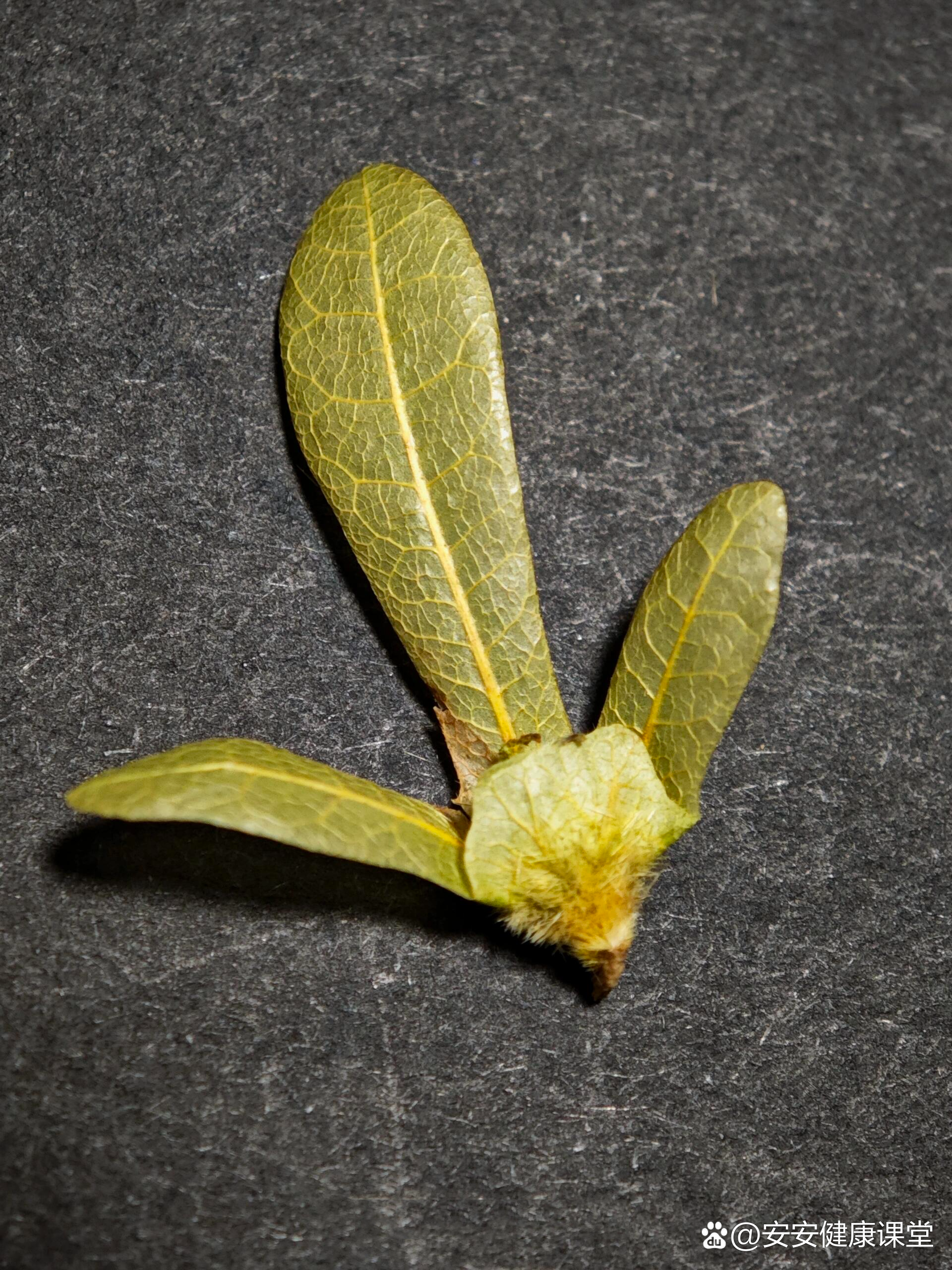 「图鉴集」黄杞