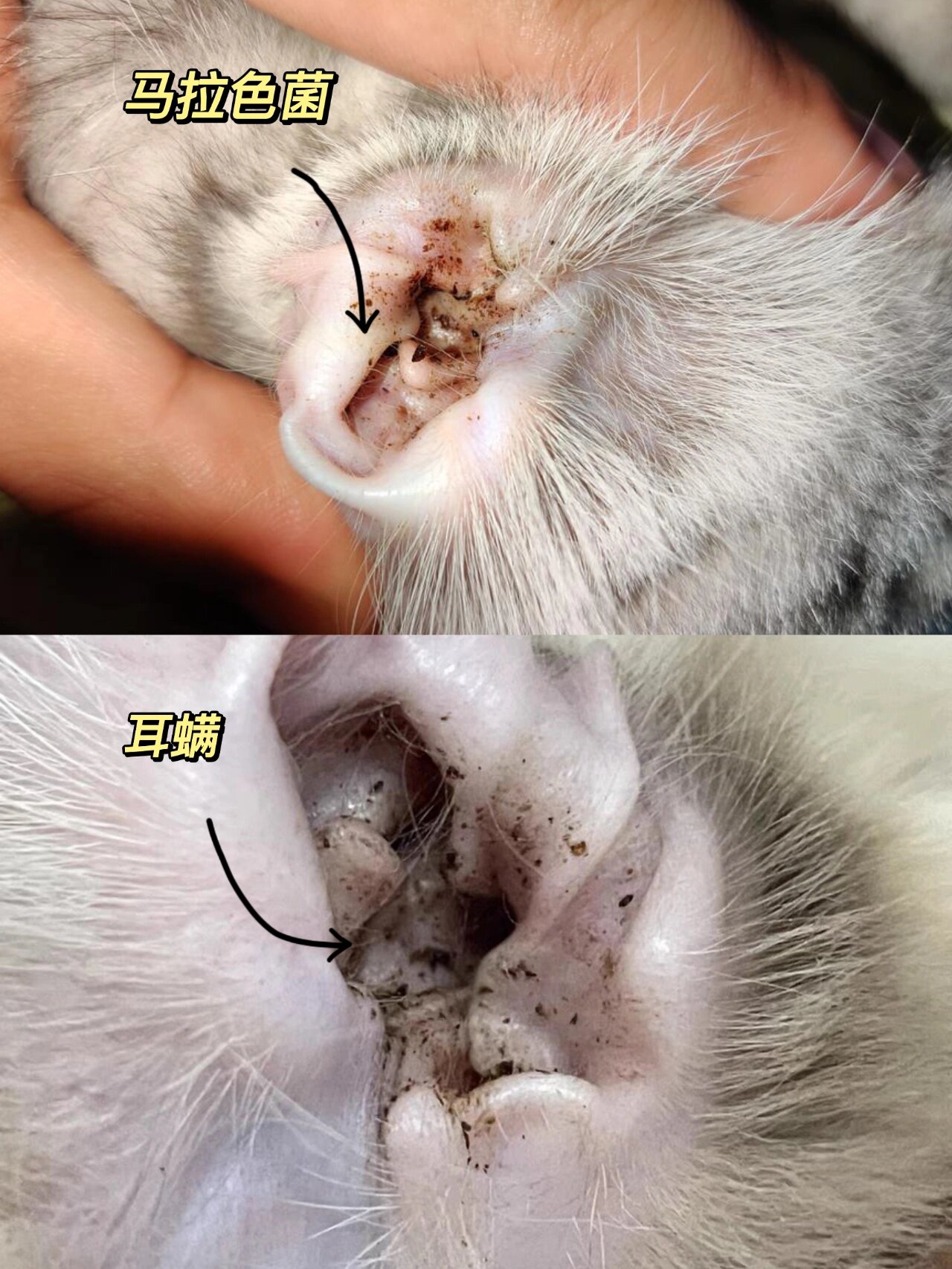们分享下这两者之间的不同吧  br>🔘马拉色菌形成的耳垢会比较粘腻